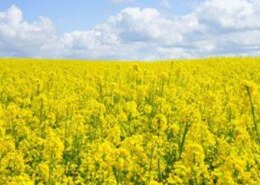I want to see rape flowers. What places are recommended in China?